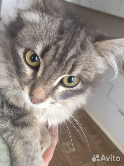 Маленький котик