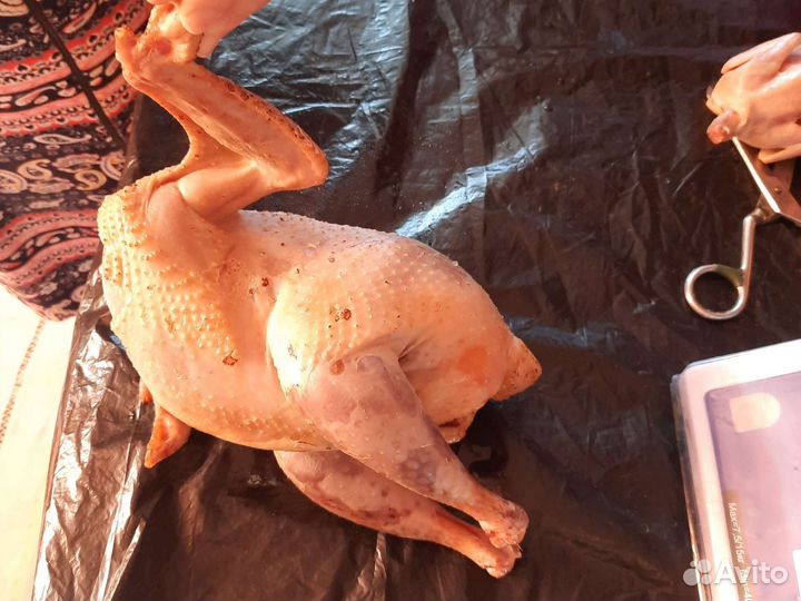 Куры Утки Петухи Цыплята