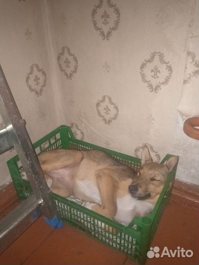 Животные,собака
