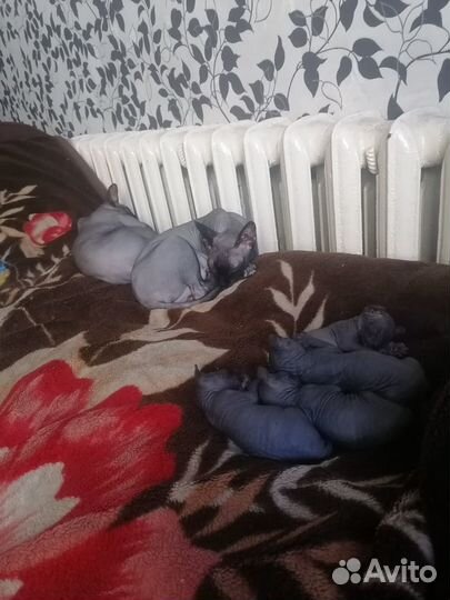 Канадский сфинкс котенок, девочка