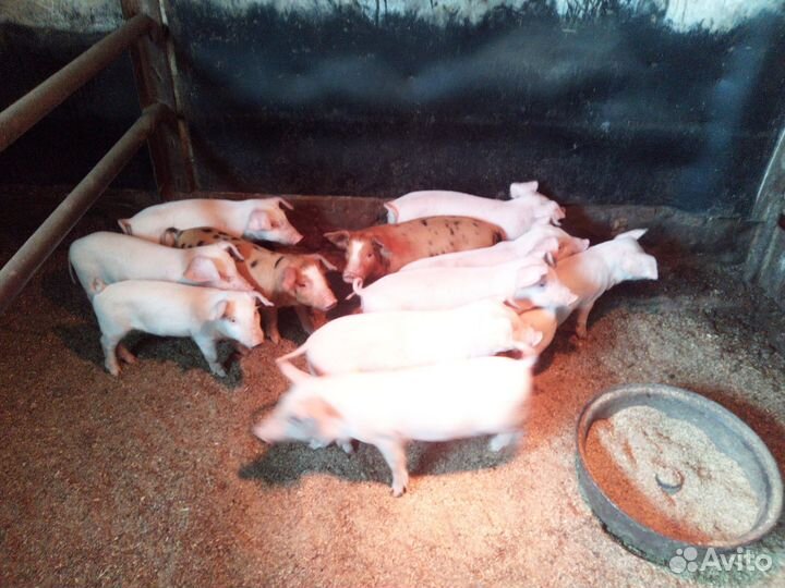 Поросята