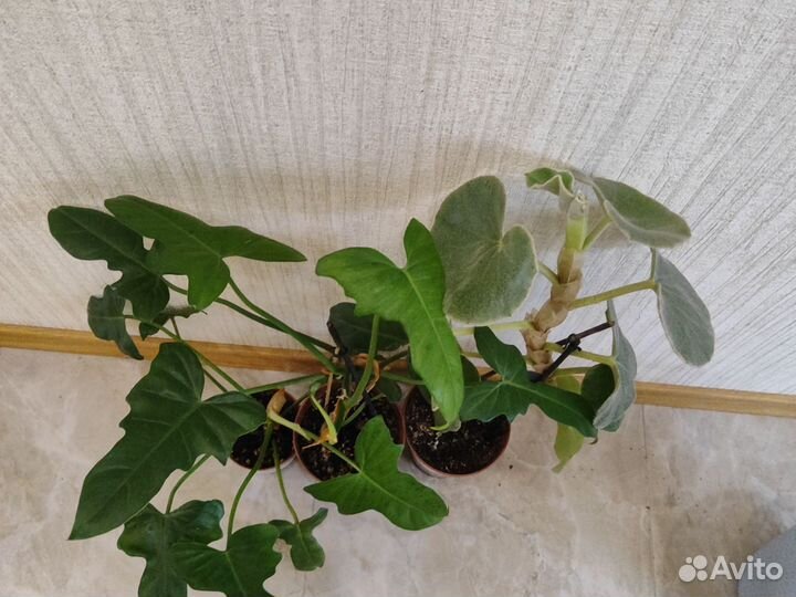 Филодендрон и бегония