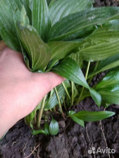 Хоста кустик