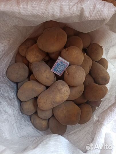 Продам картофель