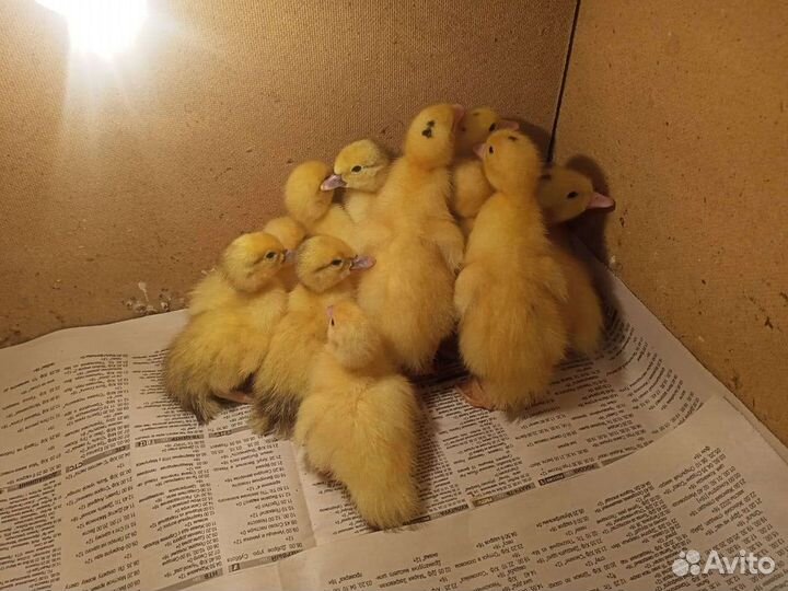 Утята индоутки