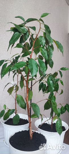 Фикус бенджамина