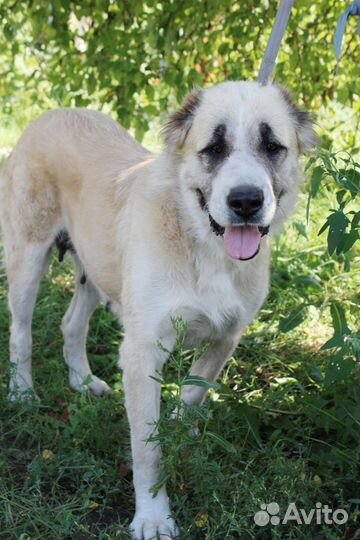 Среднеазиатская овчарка алабай в добрые руки