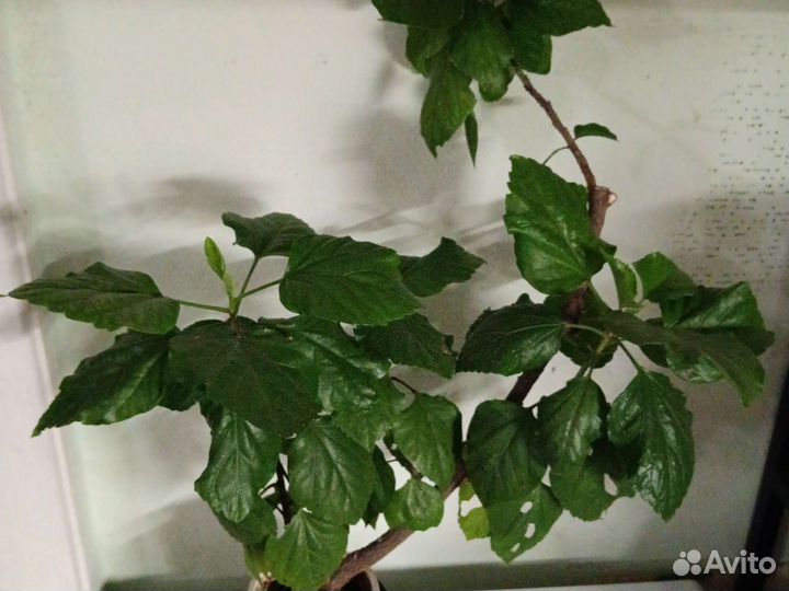 Сортовые гибискусы