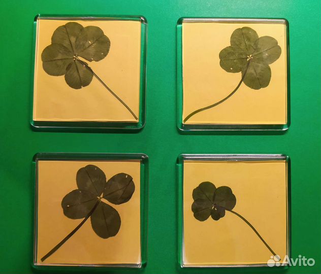 Клевер натуральный четырехлистный на удачу