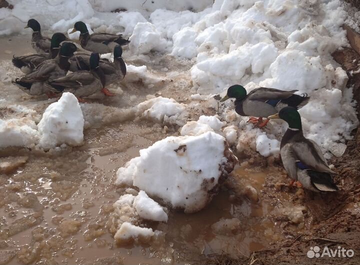 Продам селезней для подсадных