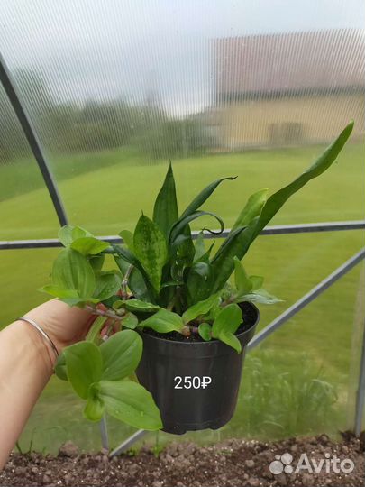 Традесканция, сансевиерия