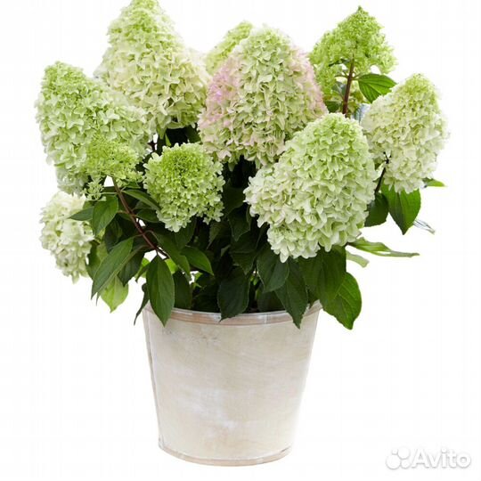 Карликовые гортензии