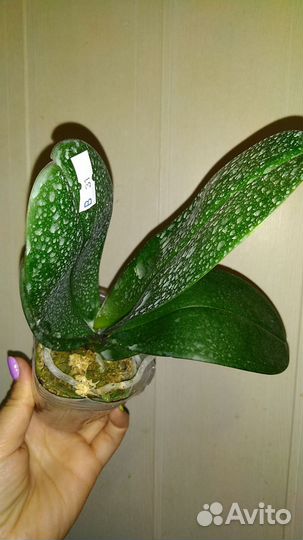 Орхидея фаленопсис Sesame