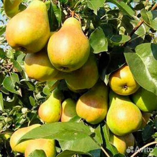 Груша Обыкновенная Лада Саженцы