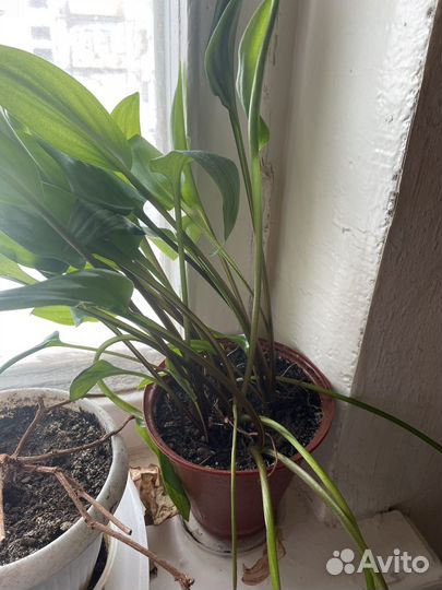 Комнатные растения цветы