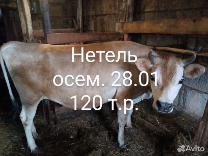 Джерси- Красногорбатовская. (нетель)