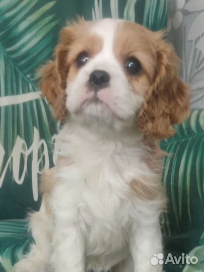 Девочка кавалерка