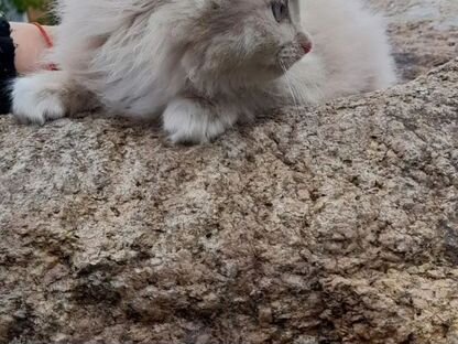 Котёнок в добрые руки, Усть-Баргузин