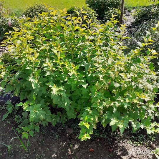 Пузыреплодник лютеус желтолистный