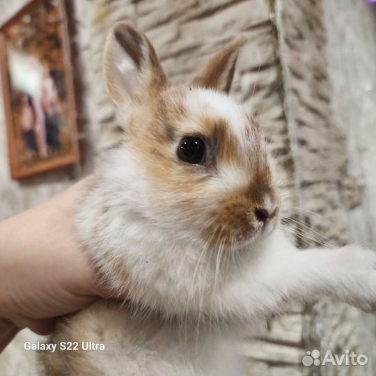 Милые крольчата