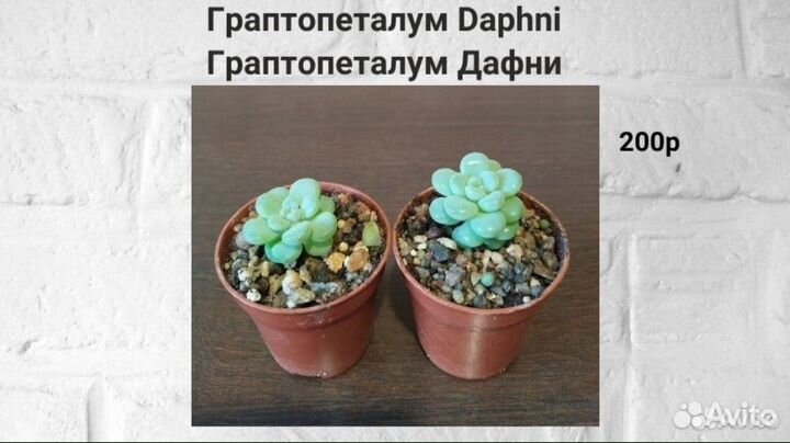 Суккуленты анакампсерос крассула эуфорбия седевери