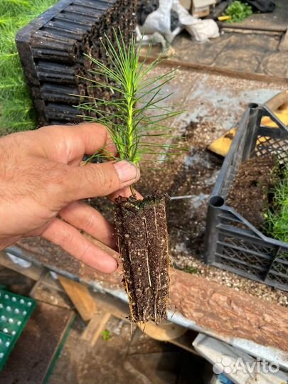 Сосна сеянцы с зкс и окс для Лесовосстановления