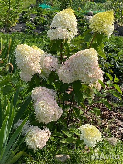 Гортензия Ванила Фрейз