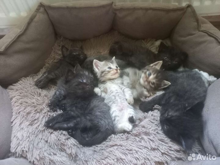 Котята в добрые руки бесплатно