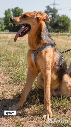 Ласковый котенок внутри пес снаружи ищет дом