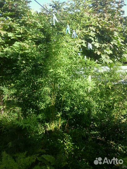 Бамбук для ландшафтных насаждений