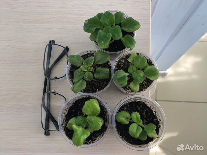 Супер мини фиалка