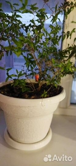 Гранат комнатный