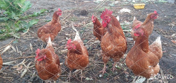 Куры несушки молодки