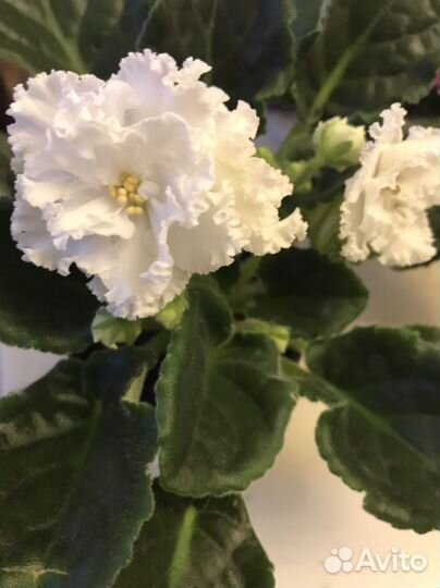 Фиалки сортовые цветущие