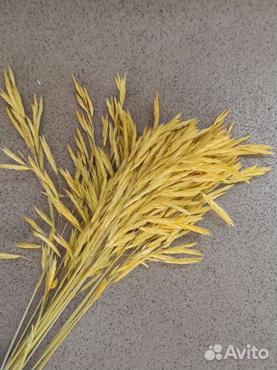 Сухоцвет костер