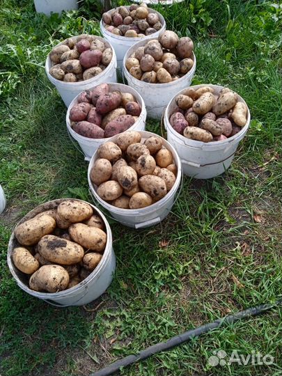 Продам картофель оптом