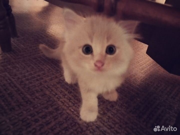 Котята