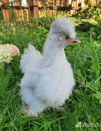 Петух китайский шелковый