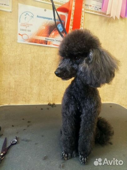 Груминг с выездом на дом