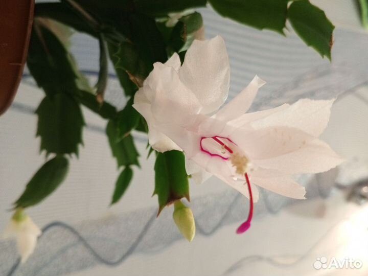 Белый Декабрист шлюмбергера