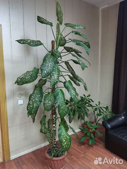 Диффенбахия