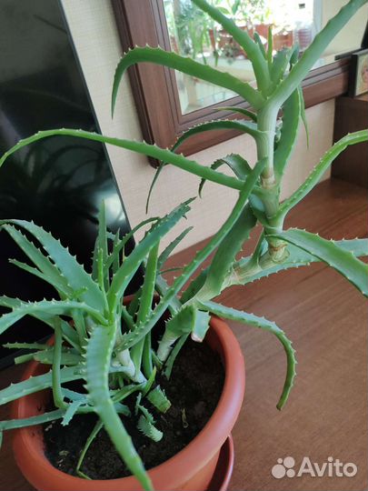 Алоэ столетник