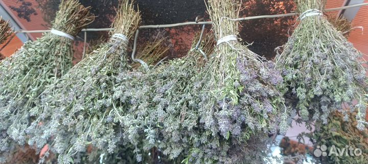 Душица, чабрец