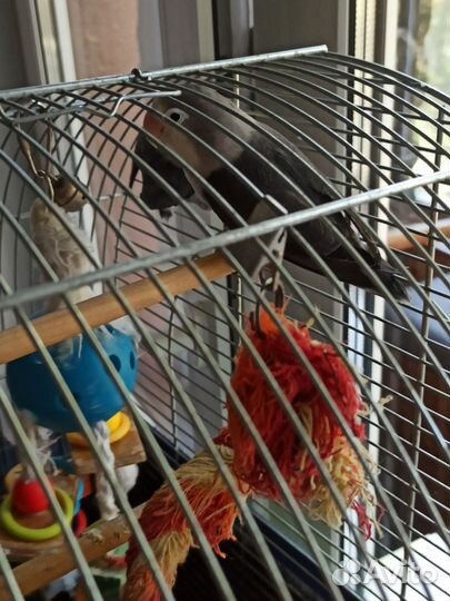 Неразлучники вместе с клеткой