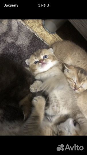 Британская кошка