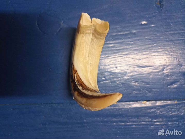 Клык кабана