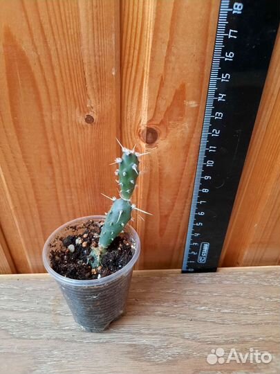 Сансевьерия, суккуленты, кактусы