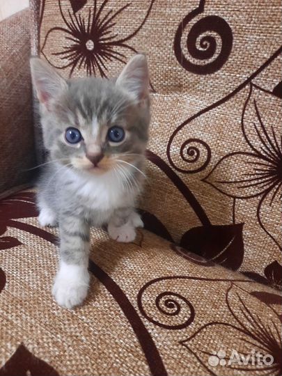 Котенок в добрые руки