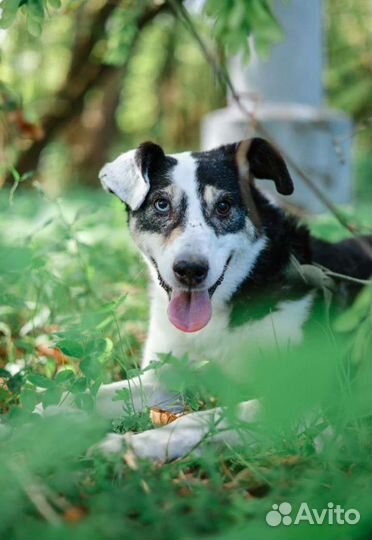 Отдам в добрые руки