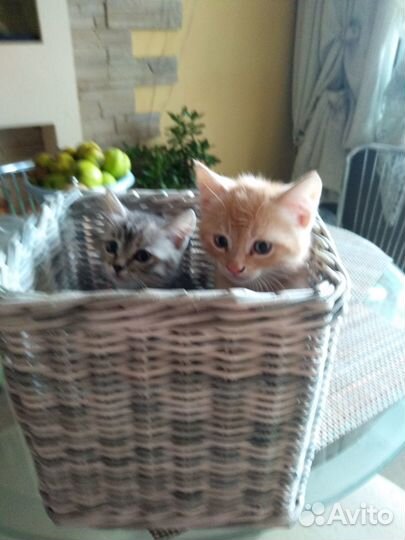 Корзина плетеная из бумажной лозы